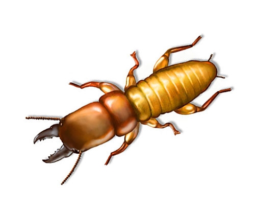 Dampwood termite