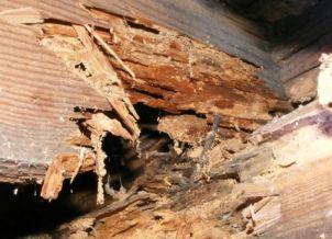 Dampwood damage