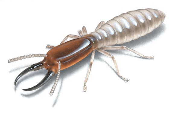Drywood termite soldier
