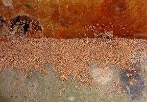 Drywood compare