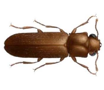 Powderpost beetle