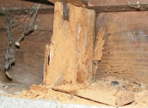 Powderpost damage