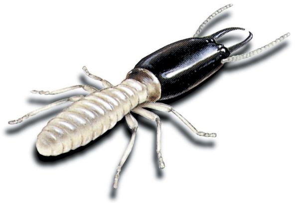 Sub termite soldier