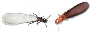 Comparing termites
